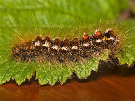 twitter hermit moth|Browntail Moths Gave Me a Painful and Itchy Rash .